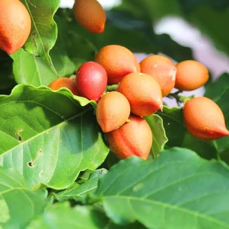 Peanut Butter Plants — Browse 1 varieties